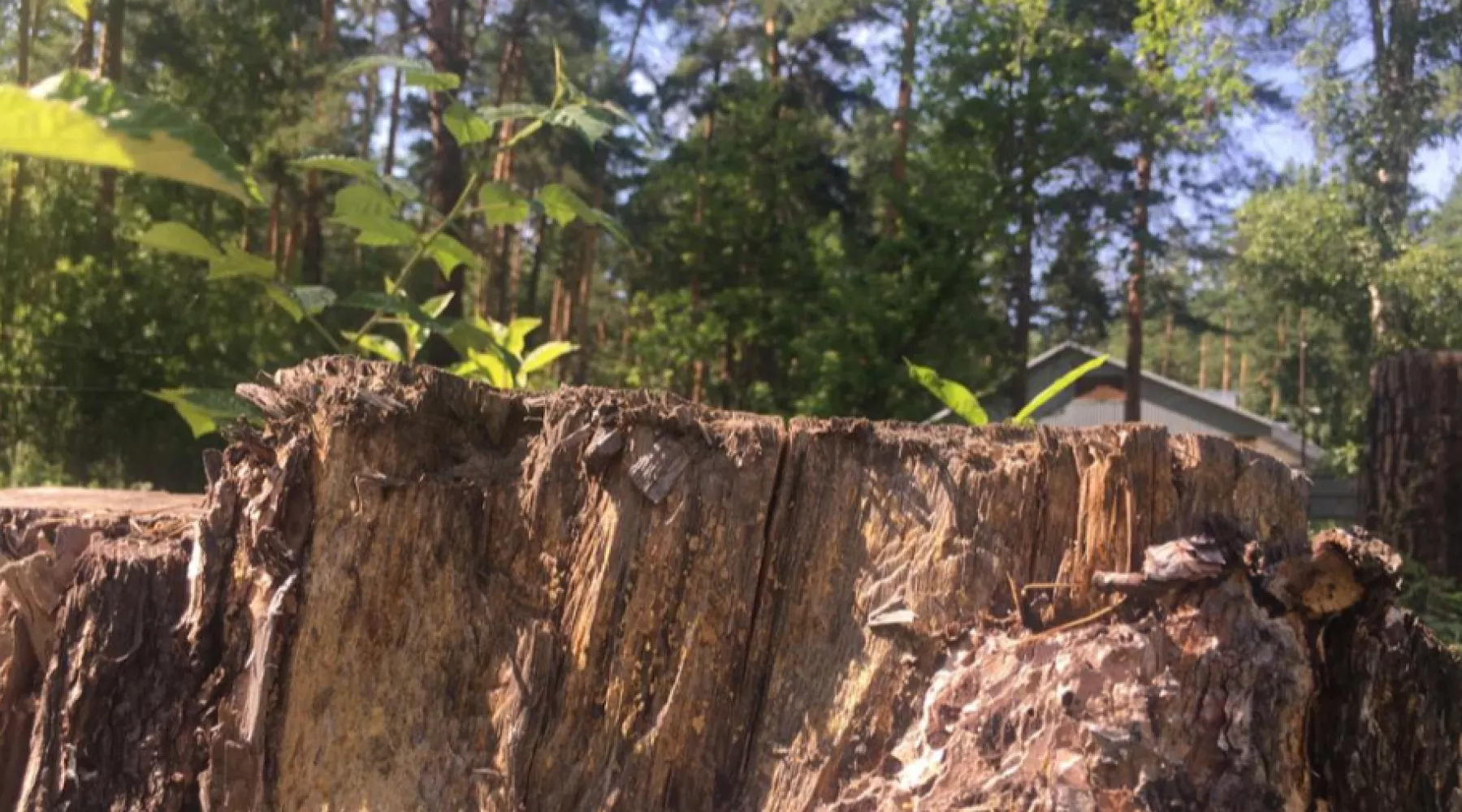 Рубки в лесах промзоны Бийска у ФНПЦ «Алтай» обернулись уголовным делом