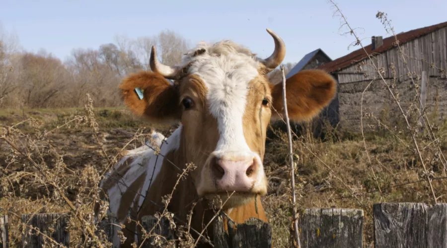 Коров накормим: засуха в Алтайском крае не сказалась на Бийском районе