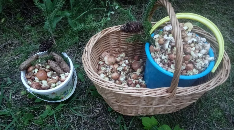 Несмотря на сухое лето, алтайские грибники активно собирают боровики и лисичек 