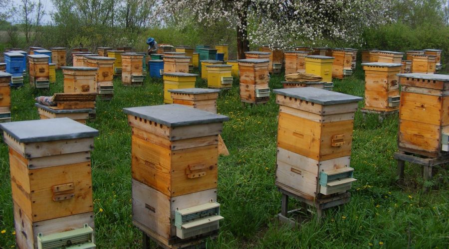 Пчелопакеты Купить В Луганске Лнр 2025 Год