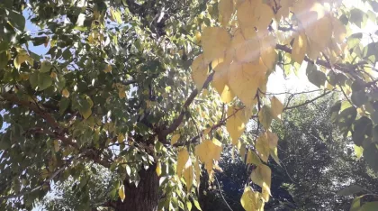 Почему у яблони желтеют листья – осень наступила летом, что делать?
