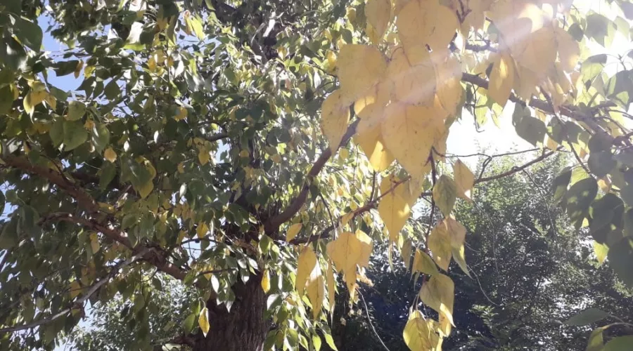 На Алтае деревья желтеют и сбрасывают листья и повторно цветёт черёмуха 