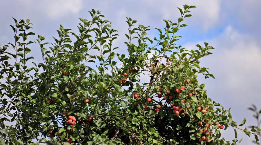 Яблочное лето: урожай яблок на Алтае в этом году бьет все рекорды