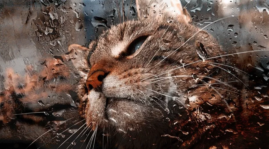 Дождь, кошка, окно, непогода