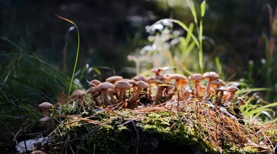 Там ещё много: грибники говорят о новом слое груздей и опят в лесах на Алтае 