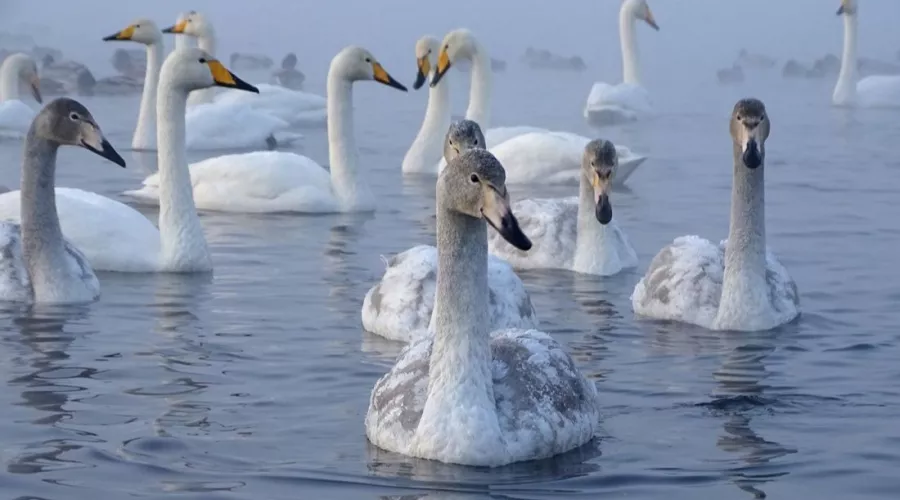 На алтайское озеро Светлое прилетели первые лебеди-кликуны