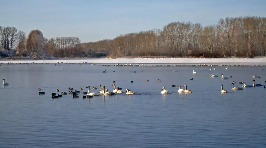 На зимовку: на озеро Светлое прилетели уже 140 лебедей