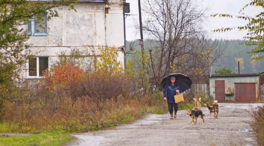 Дети ходят с шокерами: стая собак держит в страхе село Малоенисейское