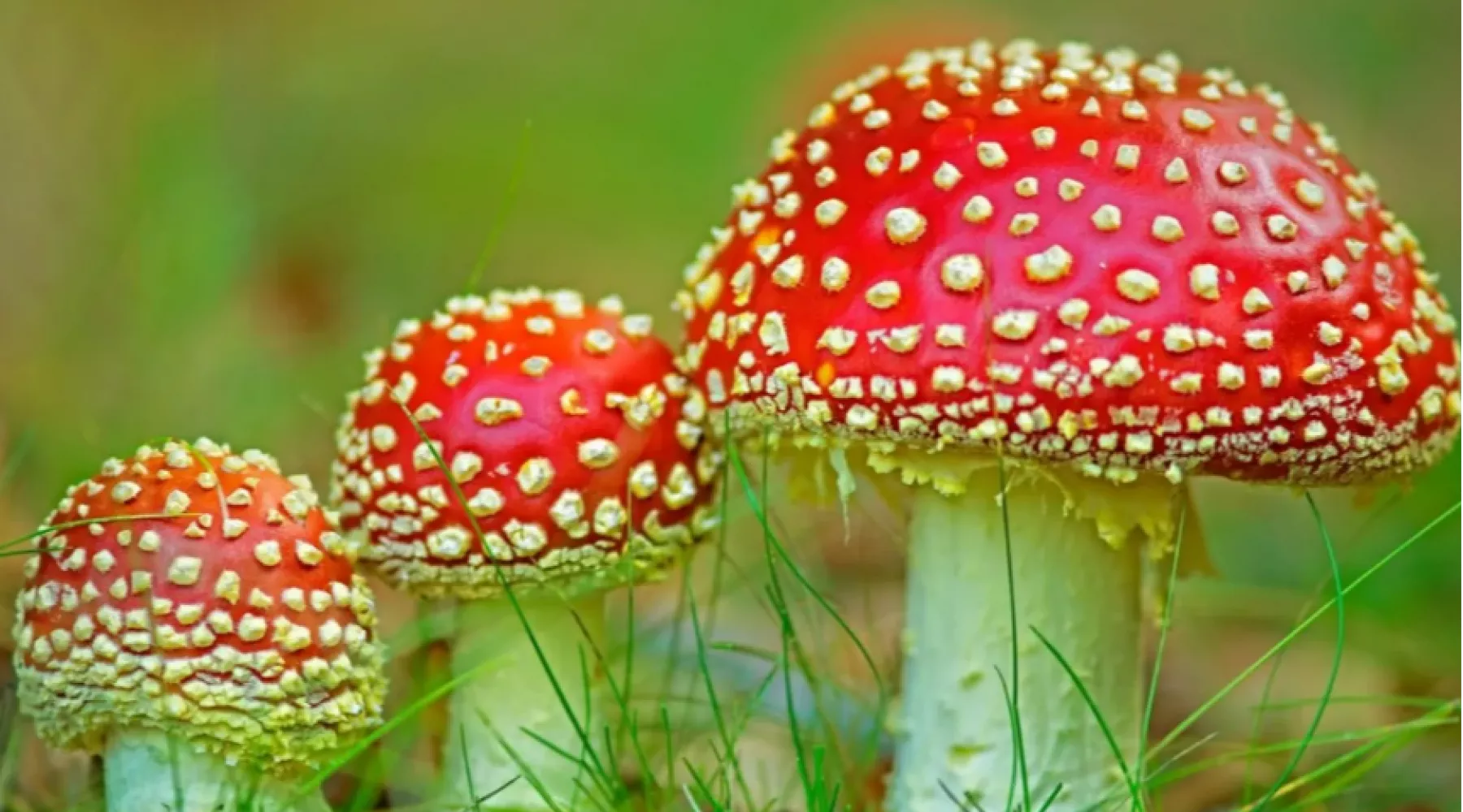 Бийчанам предлагают купить целительные мухоморы