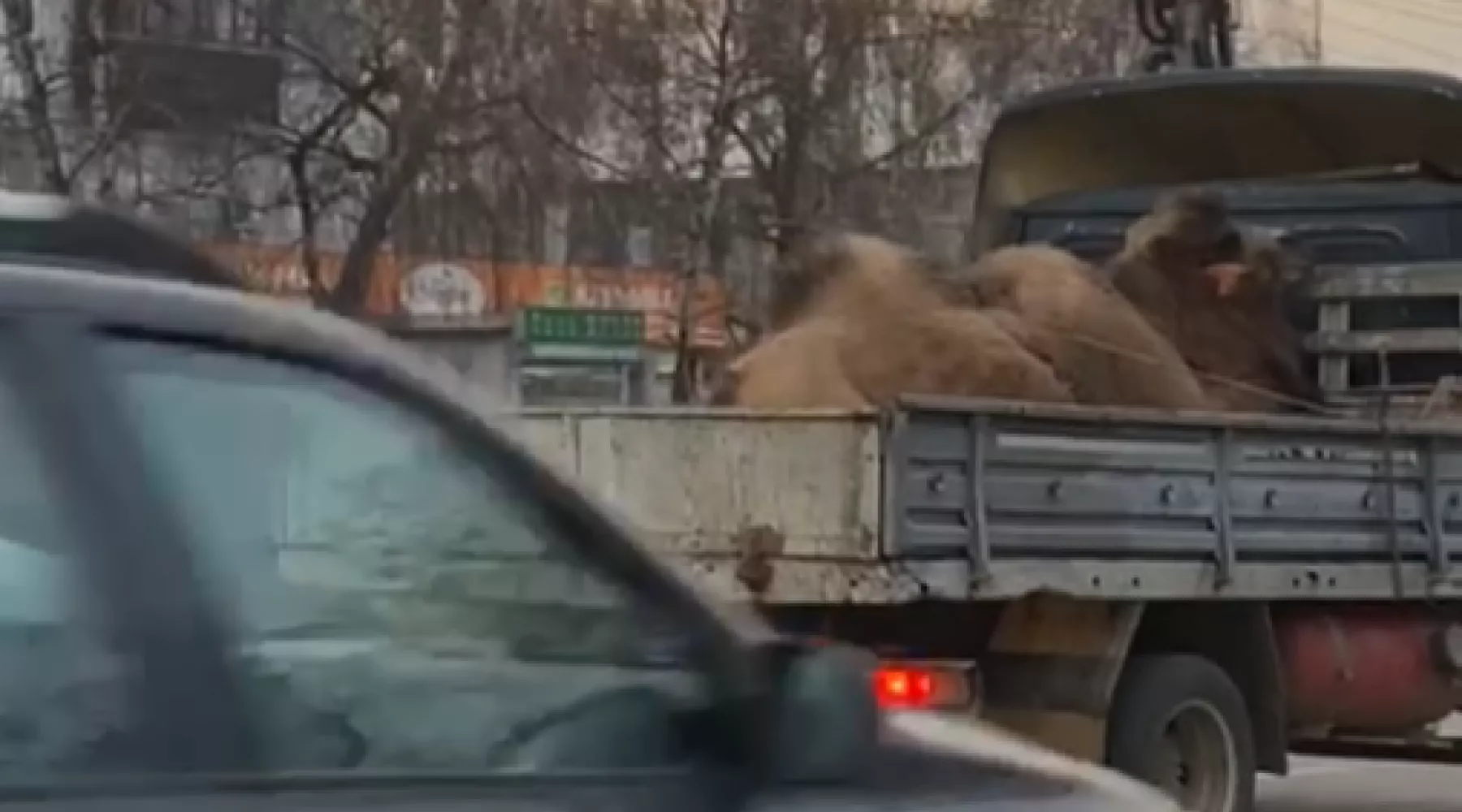 Бийчане пожалели верблюда, проезжавшего через город