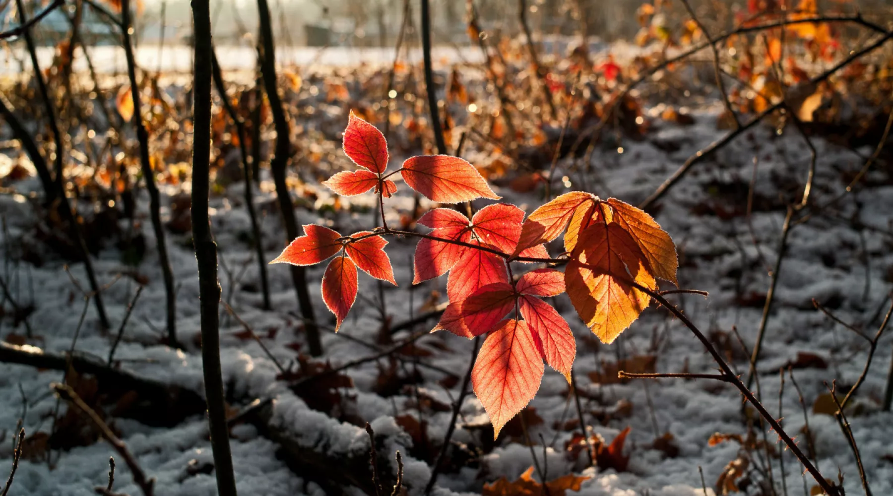 поздняя осень, ноябрь