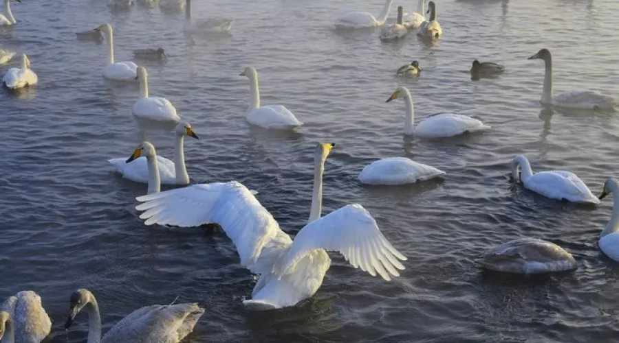 Сотни лебедей прилетели на зимовку на незамерзающее озеро Светлое на Алтае 