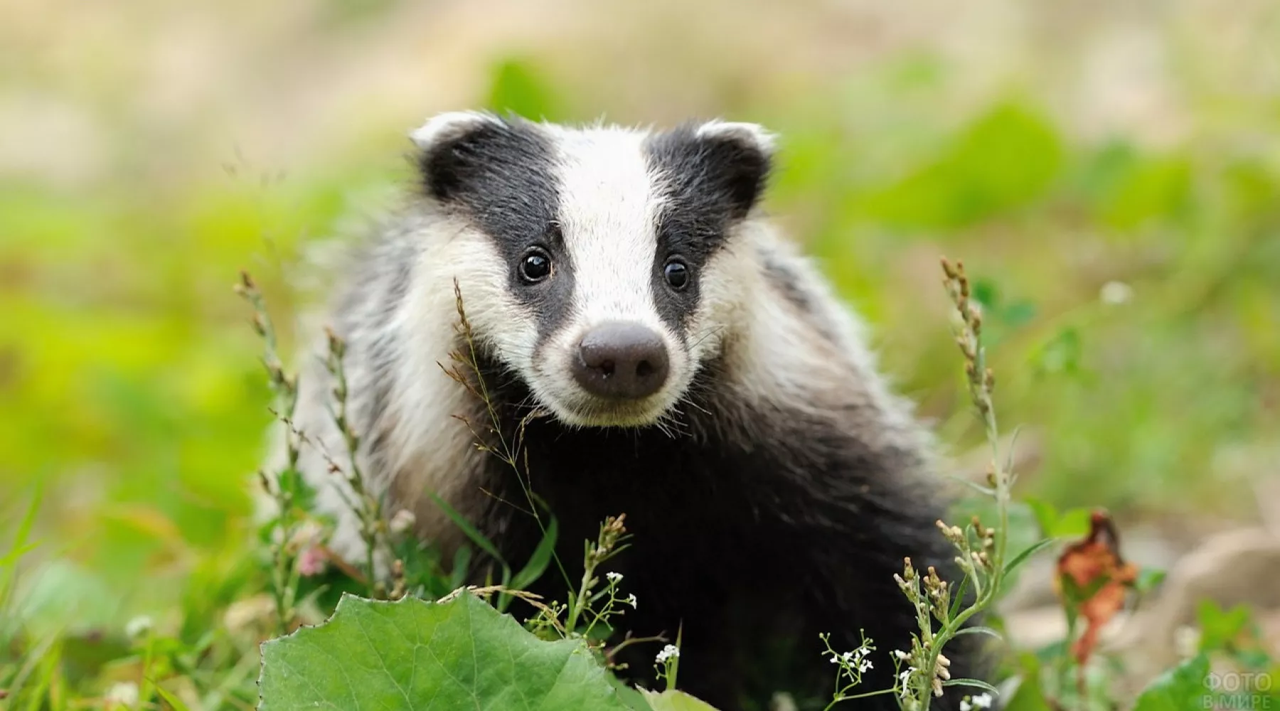 В Новосибирске жители скупают барсучий жир, как панацею от коронавируса