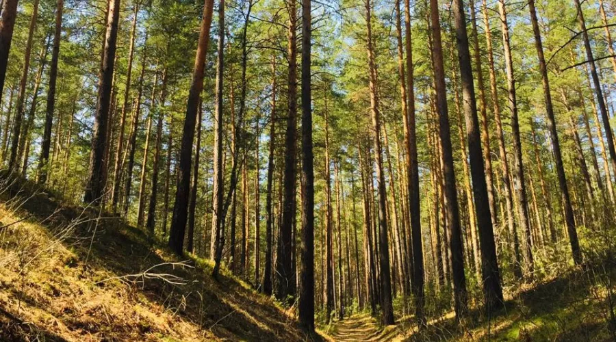 Как в регионе выполняют поручения президента по развитию лесной отрасли