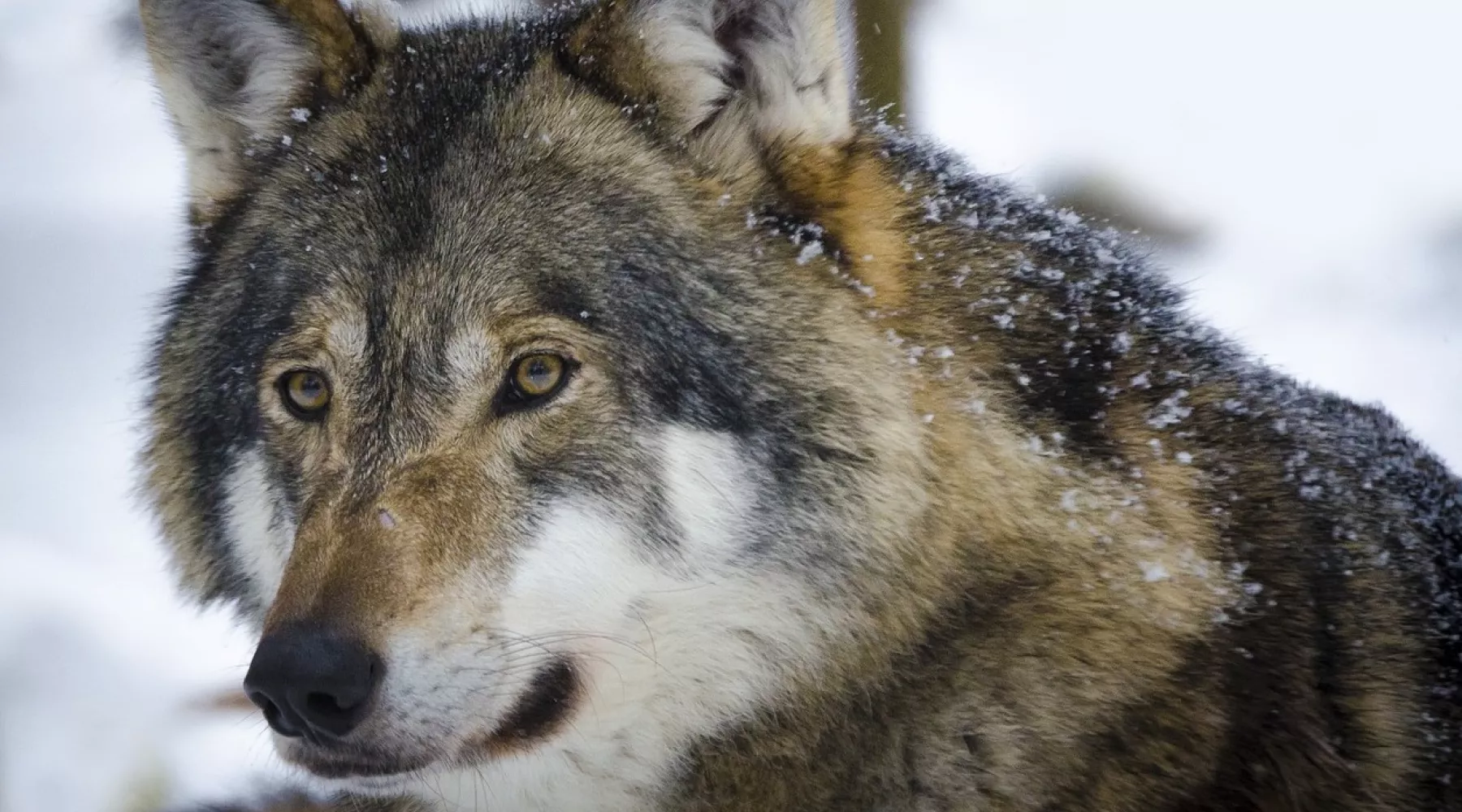 Филипповки или Заговенье: что можно и нельзя делать 27 ноября 