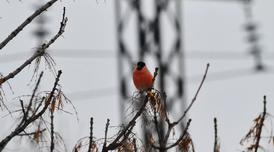 За окошком снегири: красногрудые птицы стали чаще попадаться на глаза бийчанам 