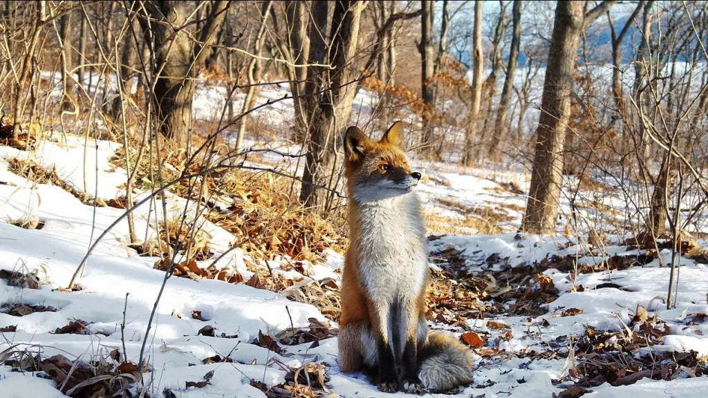 В Алтайском крае выявили пять новых очагов бешенства - Информационный портал "Бийский рабочий", 20.03.2026