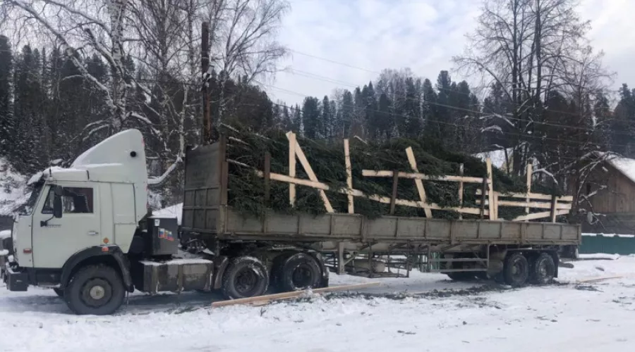 Алтайский лесоруб незаконно спилил 300 пихт к Новому году