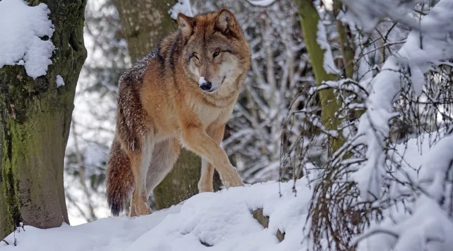 волк, хищник, зима