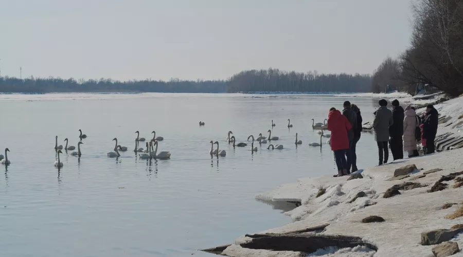 У поселка Молодёжный в Бийске в этом году зимует 146 лебедей-кликунов 