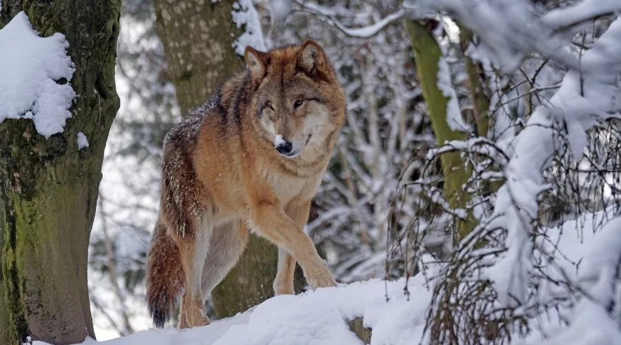 В Алтайском крае будут регулировать численность волков
