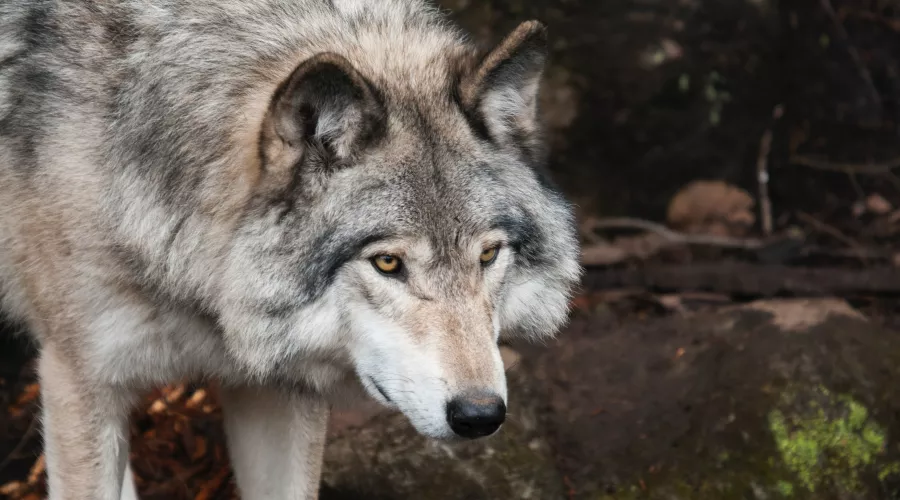 Алтайское министерство природы объяснило появление волков в Белокурихе