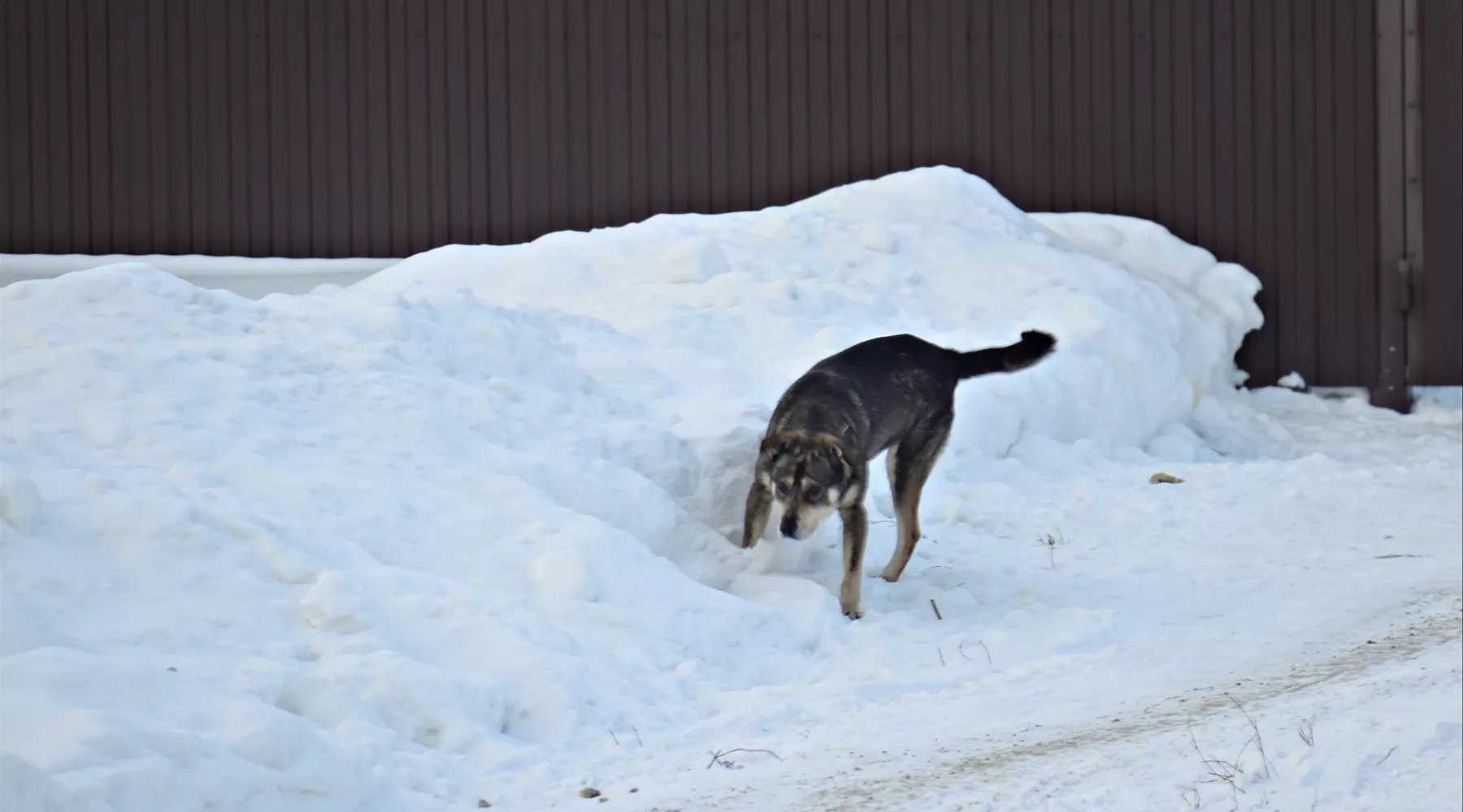 Кучи куч: где можно выгуливать собак в Бийске и кто должен за ними убирать