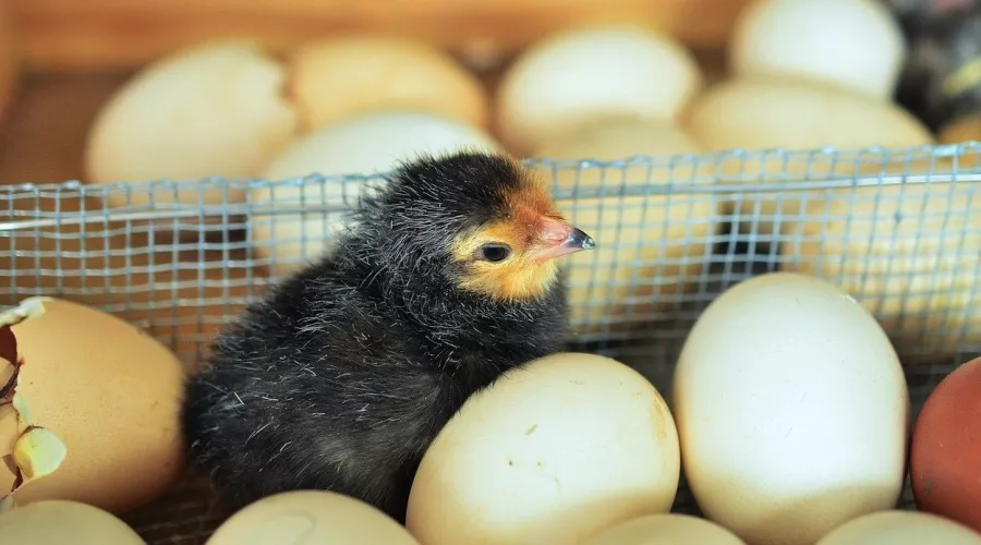 Не простое, золотое: куриные яйца быстро дорожают из-за вируса и морозов