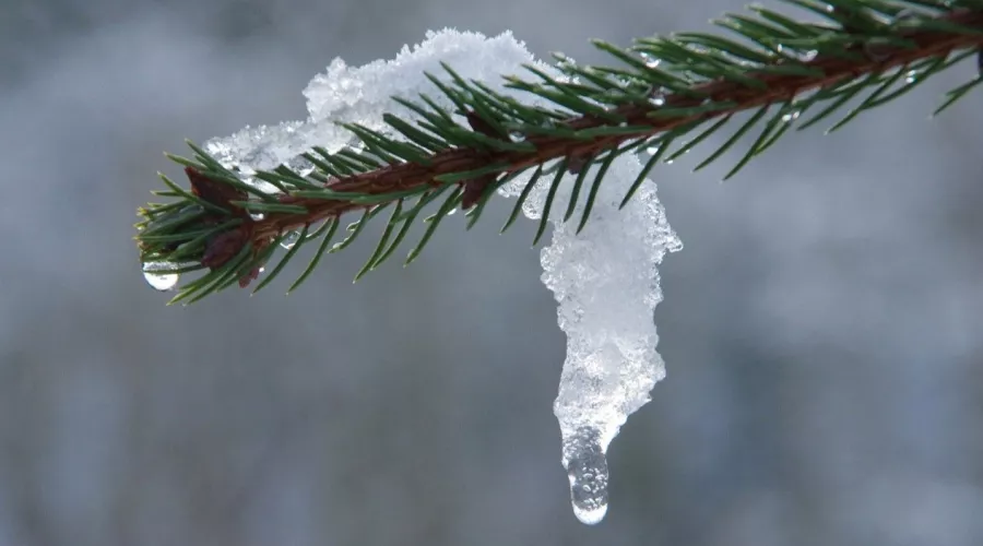 Гидрометцентр прогнозирует аномальное тепло в Западной Сибири в начале февраля 