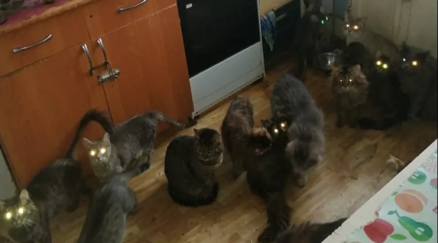 Соседи жалуются на бийчанку, которая держит в квартире 26 кошек 