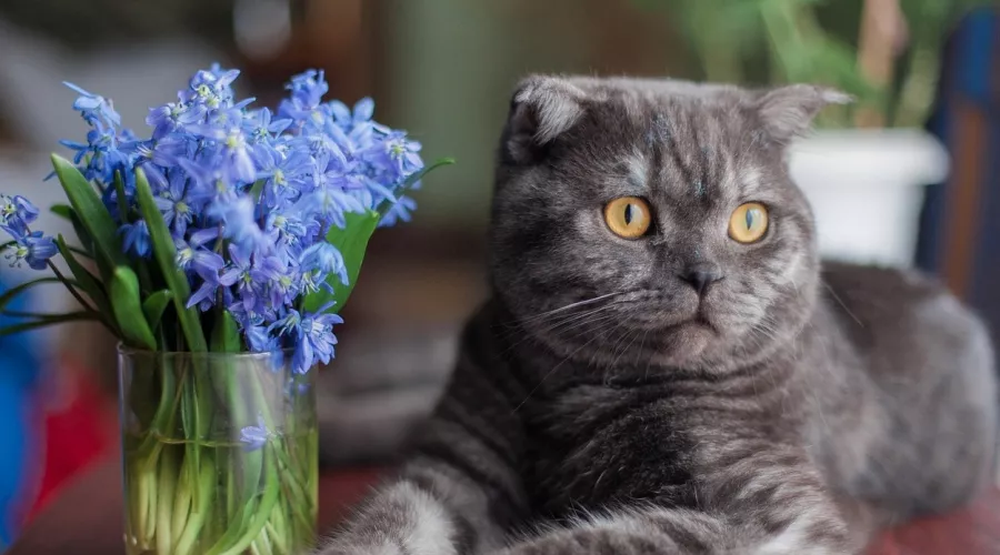 Спрос на котят у россиян увеличился, самые популярные – шотландские кошки 