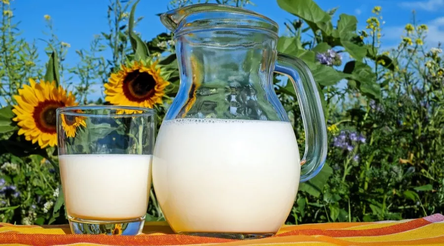 Надоили: Бийский район стал лидером по производству молока в Алтайском крае 