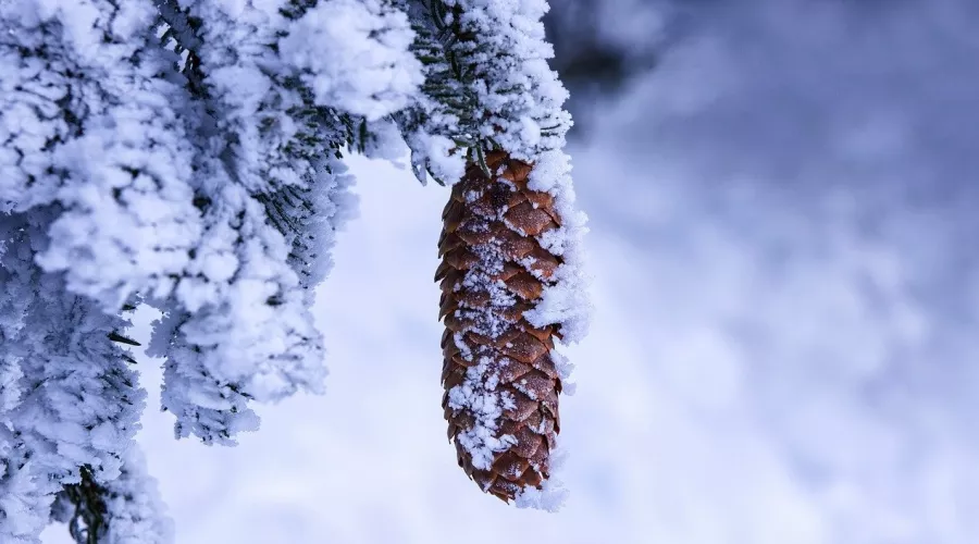 Морозы. Холода. Сибирский лес