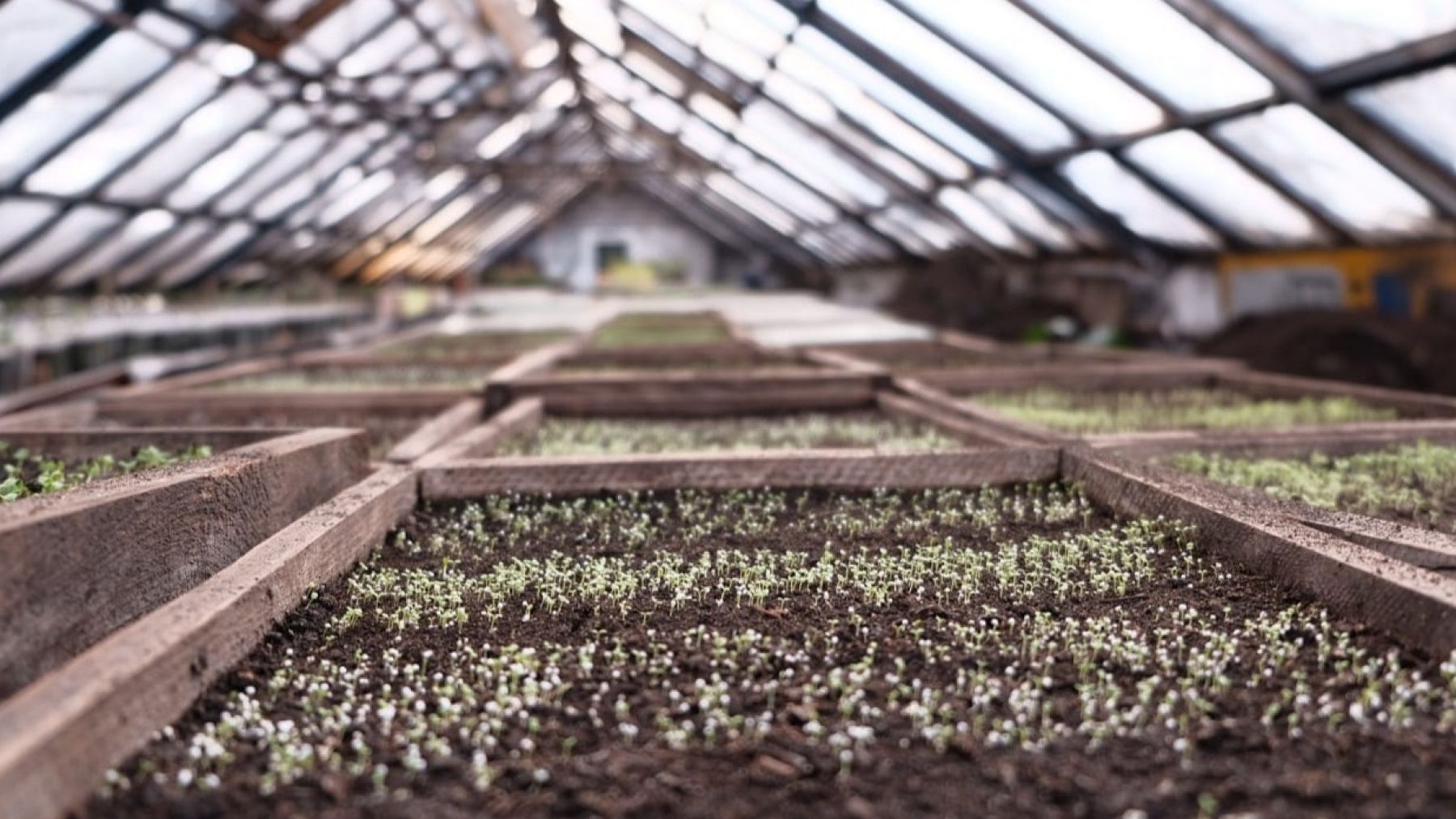 Цветочная рассада в теплицах "Зеленстроя".