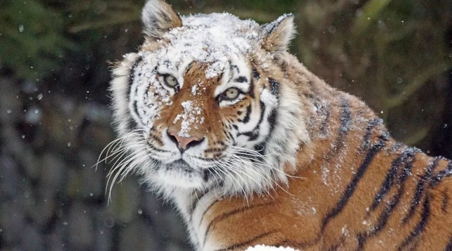 Витас на распевке: необычные способности алтайского тигра попали на видео 