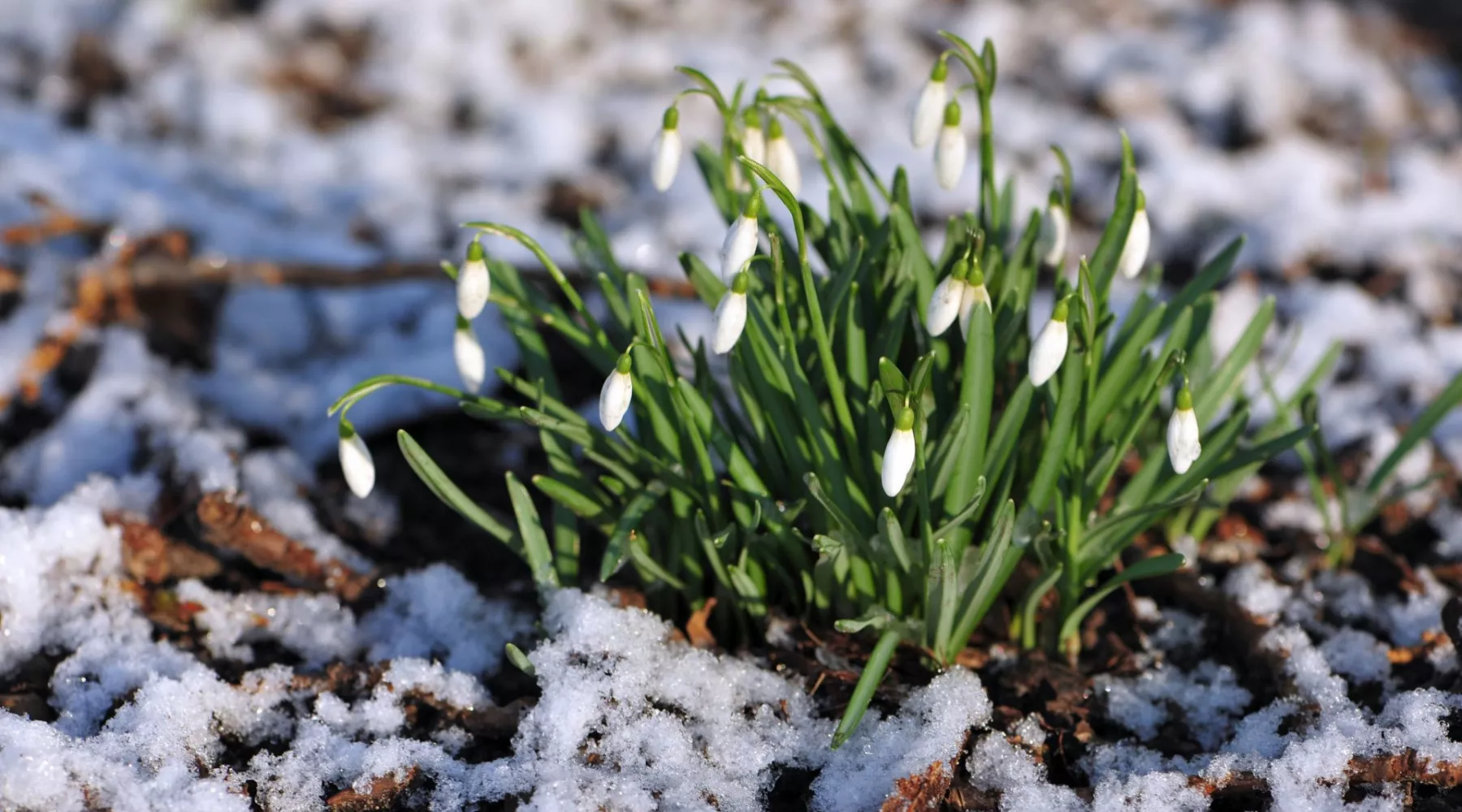 Выше нормы: Росгидромет рассказал о погоде в Алтайском крае в марте 