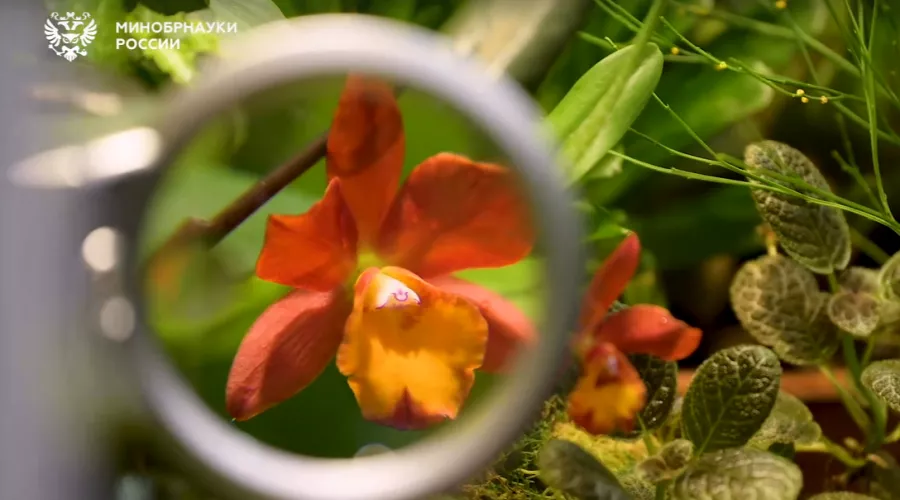 Российские ученые вывели новый сорт орхидеи к 8 марта