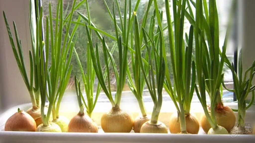 Федот Ветронос: традиции, запреты и приметы погоды на 15 марта - Информационный портал "Бийский рабочий", 15.03.2026