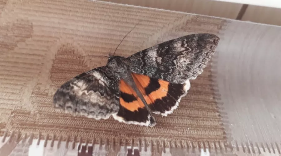 Климат меняется: в Алтайском крае обнаружили теплолюбивых бабочек 