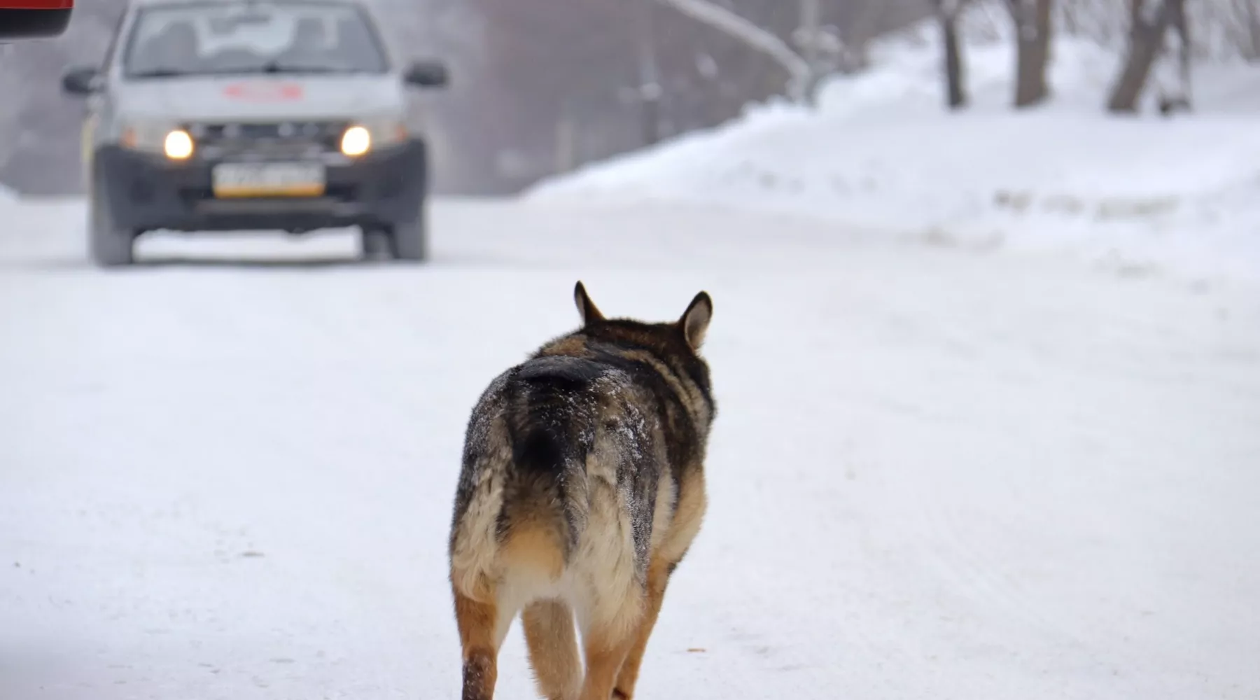 В Бийске потратят более миллиона рублей на отлов бродячих собак