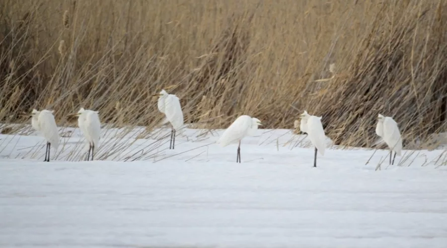 Белые цапли прилетели на Алтай раньше обычного