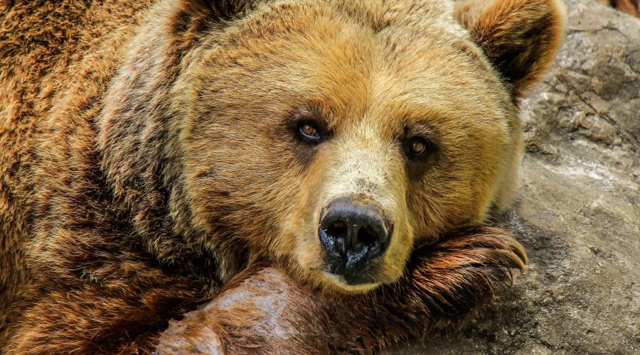 В Алтайском крае из спячки вышли медведи