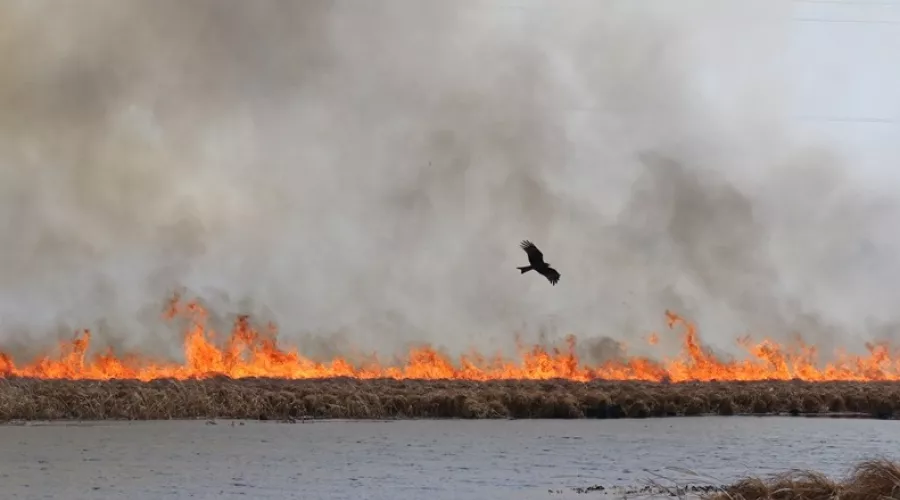 Трава и мусор: только за сутки на территории Алтайского края потушили 69 пожаров