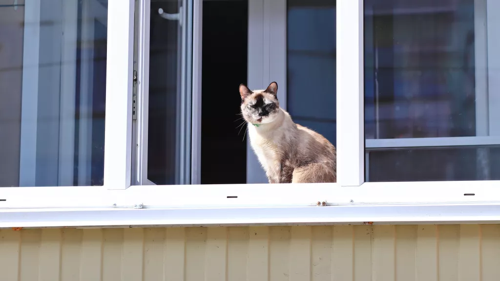 Все для пушистика:бийчанка вынесла из магазина 107 упаковок кошачьего корма - Информационный портал "Бийский рабочий", 01.04.2026