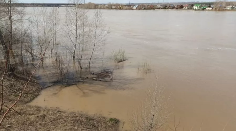 Прибывает по метру в день: уровень воды в реке Бия стремительно увеличивается