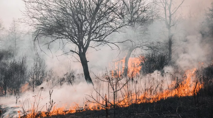 МЧС сообщило о лесном пожаре в Алтайском крае