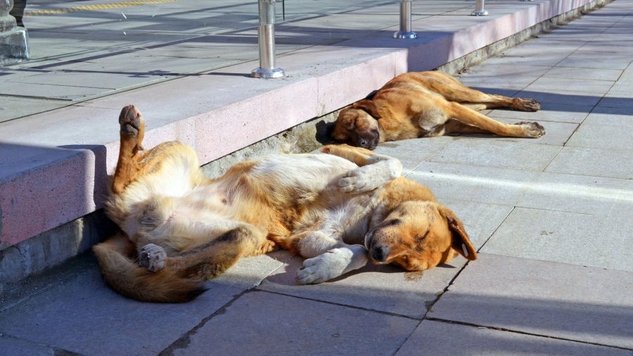 Проблема бродячих собак в Бийске "вечная"