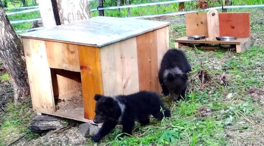 На Алтае появился центр по реабилитации медвежат-сирот