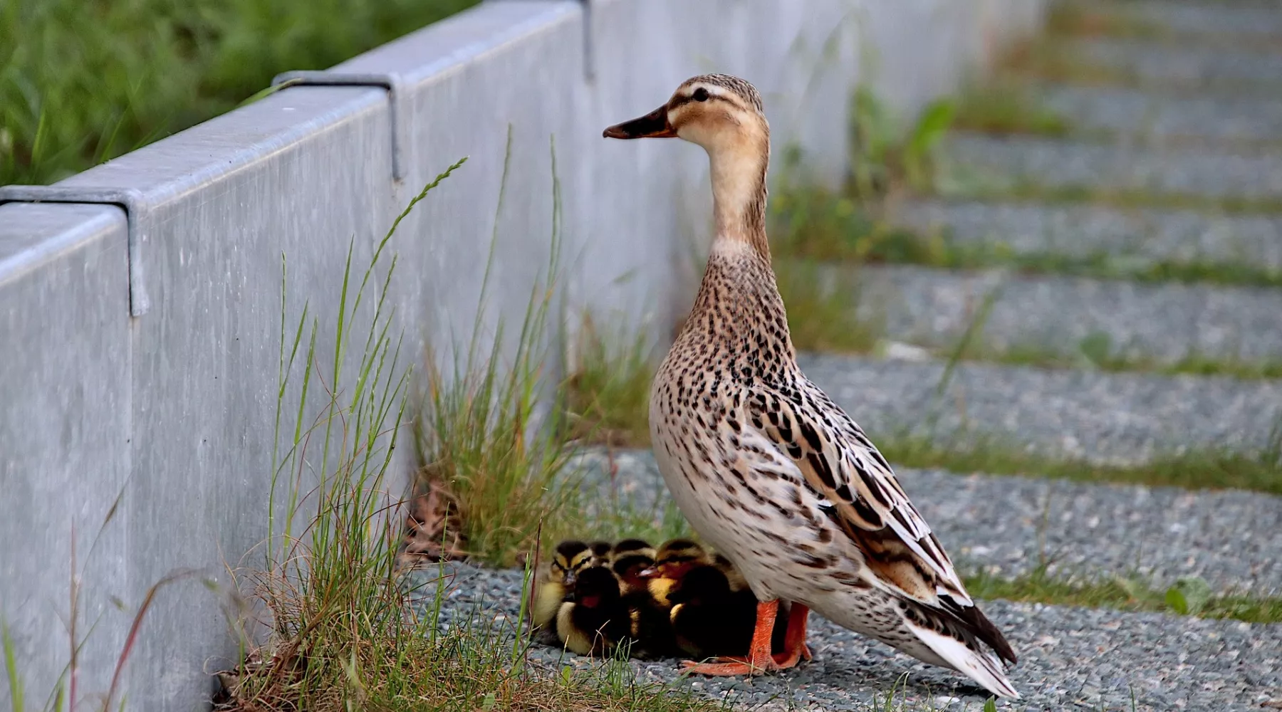 Видео: бийчанин встретил утку с утятами, которая «знает», как переходить дорогу
