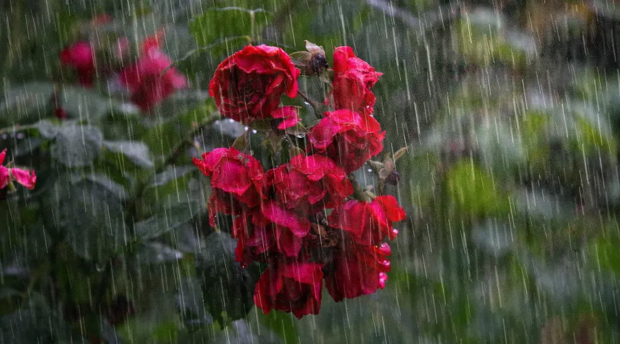 Дождь. Непогода. Розы